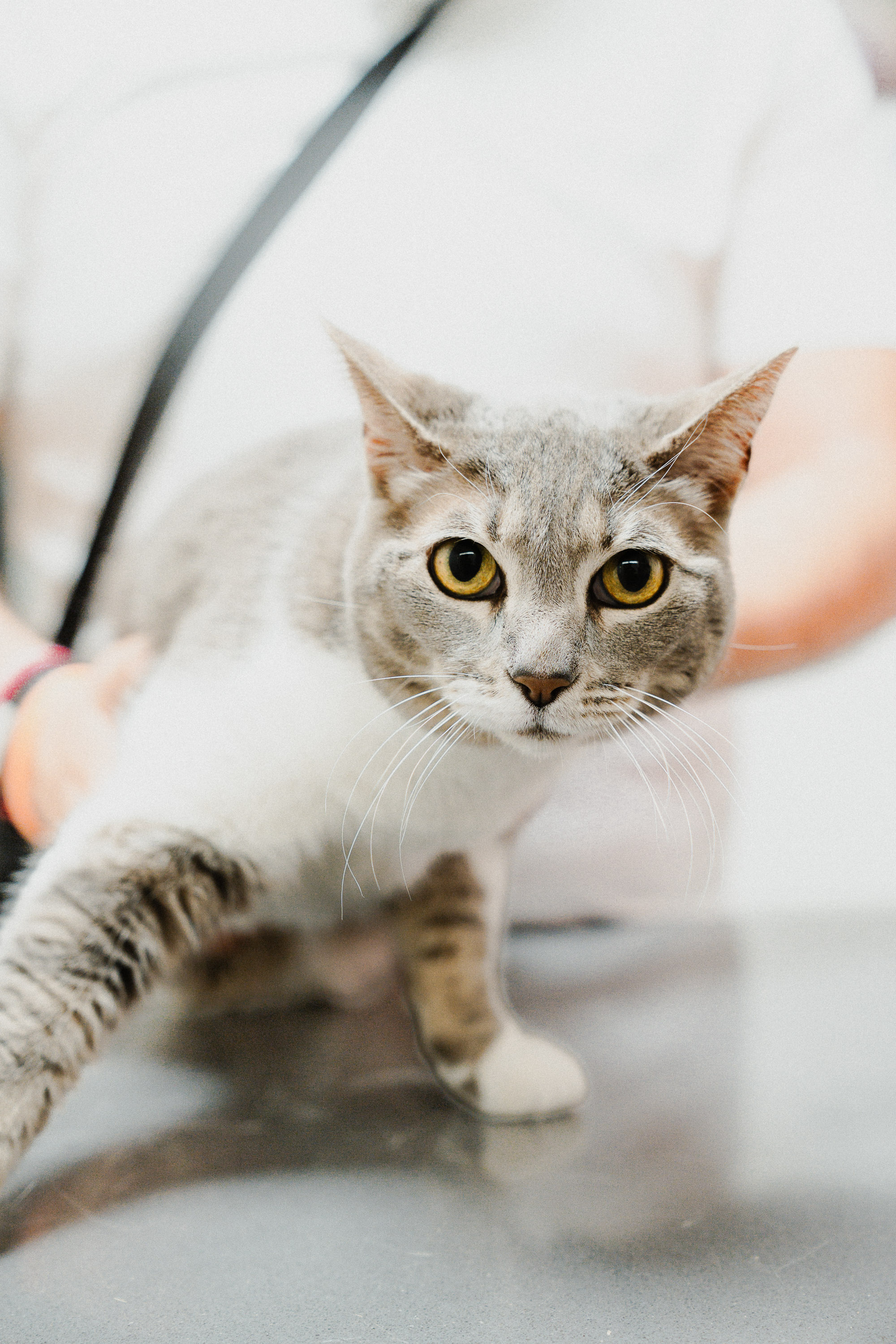 Cat Friendly Clinic