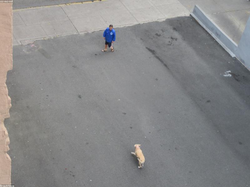 Razas de perros ideales para familias con niños