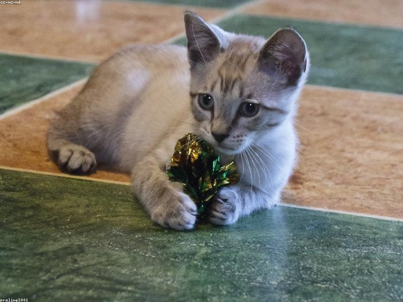 ¿Es necesario bañar a los gatos?