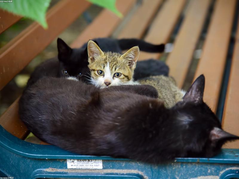 Diabetes en perros y gatos: Signos de alerta