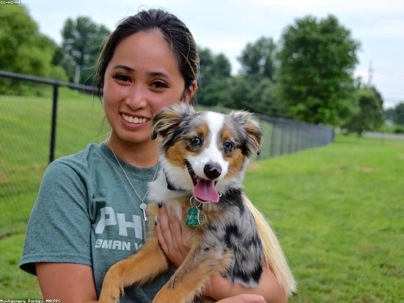 Nutrición adecuada para cachorros en crecimiento