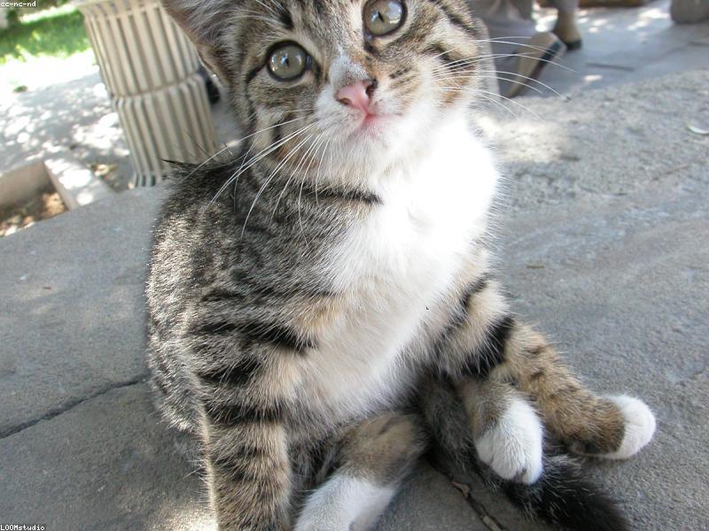Entendiendo el lenguaje corporal felino