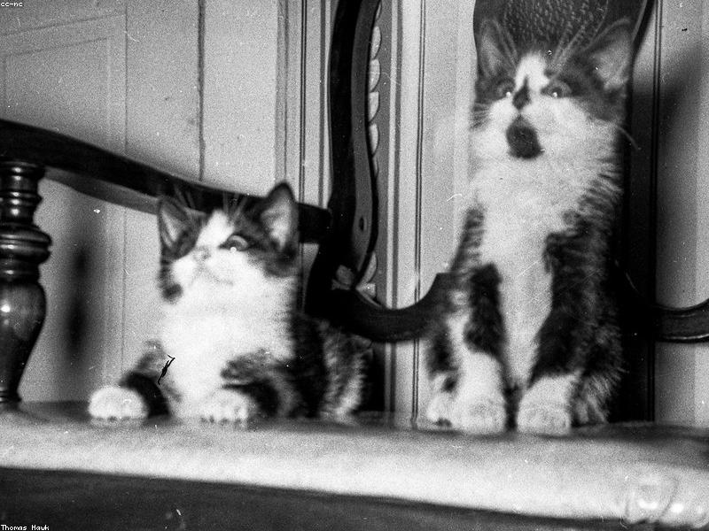 Estrés en gatos: Causas y soluciones