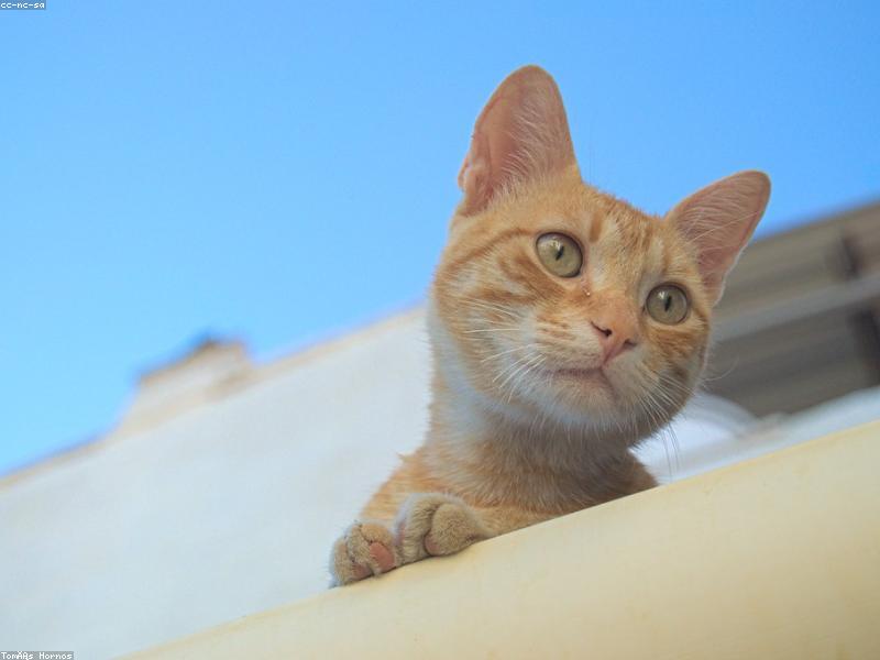 Mitos y verdades sobre la esterilización felina
