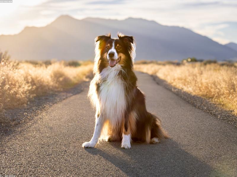 Epilepsia idiopática en perros
