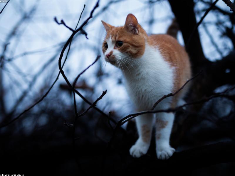 Hipertiroidismo felino: Síntomas