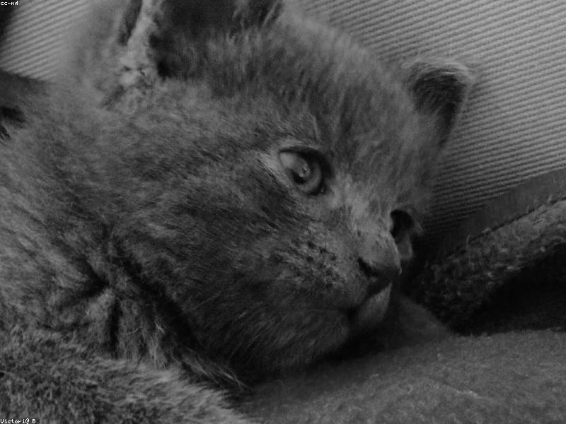 Enfermedad renal crónica en gatos